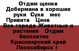 Отдам щенка Добермана в хорошие руки. Сука 5 мес. Привита › Цена ­ 5 000 - Все города Животные и растения » Отдам бесплатно   . Красноярский край,Лесосибирск г.